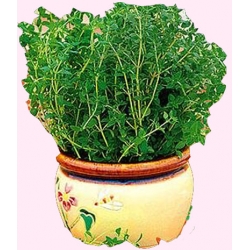 Nasiona Tymianek Tor610