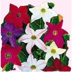  Nasiona Tytoń ozdobny Tor481