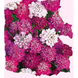  Nasiona Ubiorek Tor482