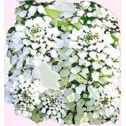  Nasiona Ubiorek hiacyntowy Tor484