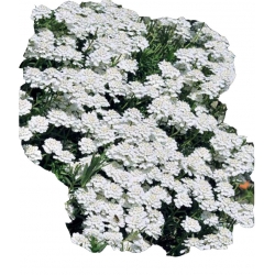 Nasiona Ubiorek wiecznie zielony Tor483