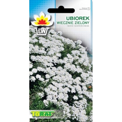 Nasiona Ubiorek wiecznie zielony Tor483
