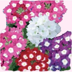  Nasiona Werbena ogrodowa Tor486