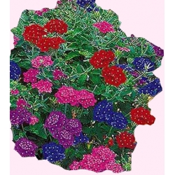 Nasiona Werbena zwisająca Tor487