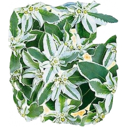 Nasiona Wilczomlecz białobrzegi Tor488