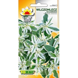 Nasiona Wilczomlecz białobrzegi Tor488