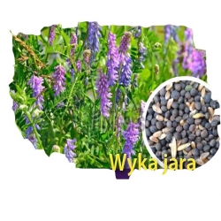 Nasiona Wyka jara Tor566