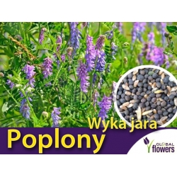 Nasiona Wyka jara Tor566