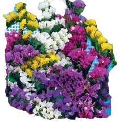 Nasiona Zatrwian wrębny Tor491