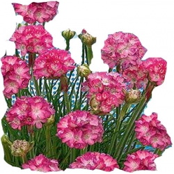 Nasiona Zawciąg nadmorski Tor492