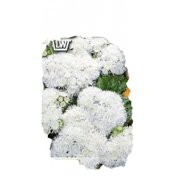 Nasiona Żeniszek meksykański Tor497