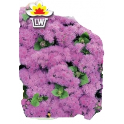 Nasiona Żeniszek meksykański Tor499