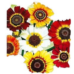  Nasiona Złocień trójbarwny Tor493