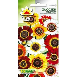  Nasiona Złocień trójbarwny Tor493