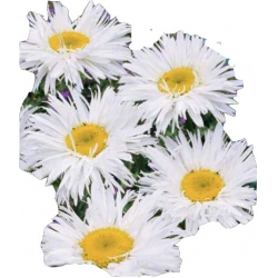 Nasiona Złocień właściwy Crazy Daisy Tor496