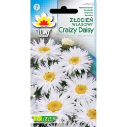 Nasiona Złocień właściwy Crazy Daisy Tor496