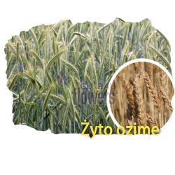 Nasiona Żyto ozime Tor567