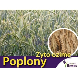 Nasiona Żyto ozime Tor567