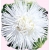 Nasiona Aster igiełkowy wysoki Beata Tor257