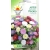 Nasiona Aster karłowy Pinokio Tor264