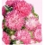 Nasiona Aster karłowy Ribbon red Tor265