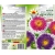 Nasiona Aster pompon wysoki Moonshine Tor272
