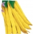 Nasiona Fasola szp. karł. Giallo Tor52