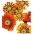 Nasiona Gazania błyszcząca Tor332