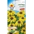 Nasiona Jeżówka żółta Tor355