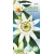 Nasiona Męczennica, Pasiflora Tor390