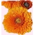 Nasiona Nagietek pomarańczowy Tor403