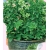 Oregano greckie Tor603