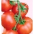 Nasiona Pomidor szklarniowy DAFNE Tor170