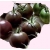 Nasiona Pomidor gruntowy BLACK CHERRY Tor153