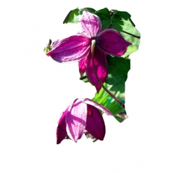 pnącza Powojnik Betina bordowy Poww3