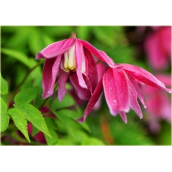 pnącza Powojnik Betina bordowy Poww3