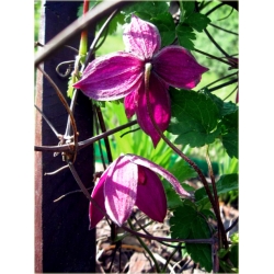 pnącza Powojnik Betina bordowy Poww3