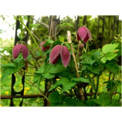 pnącza Powojnik Betina bordowy Poww3