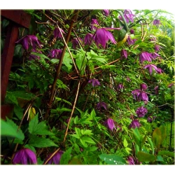 pnącza Powojnik Betina bordowy Poww3