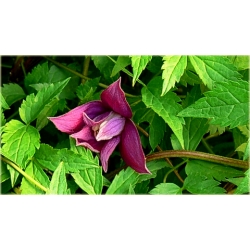 pnącza Powojnik Betina bordowy Poww3