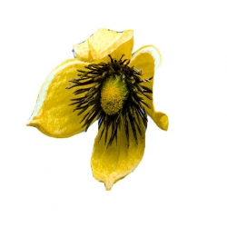 pnącza Powojnik Bill MacKenzie żółty Powt1