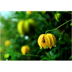 pnącza Powojnik Bill MacKenzie żółty Powt1