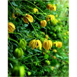 pnącza Powojnik Bill MacKenzie żółty Powt1