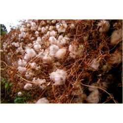 pnącza Powojnik Bill MacKenzie żółty Powt1