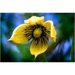 pnącza Powojnik Bill MacKenzie żółty Powt1