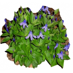 pnącza Powojnik całolistny Clematis integrifolia Powb2