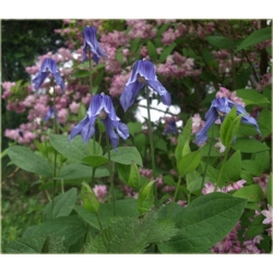 pnącza Powojnik całolistny Clematis Powb2