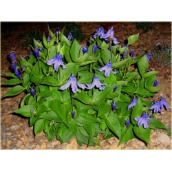 pnącza Powojnik całolistny Clematis Powb2