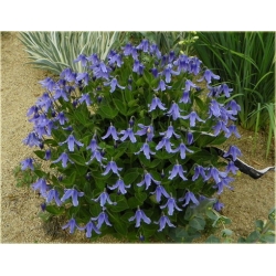 pnącza Powojnik całolistny Clematis Powb2