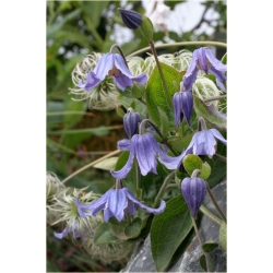 pnącza Powojnik całolistny Clematis Powb2